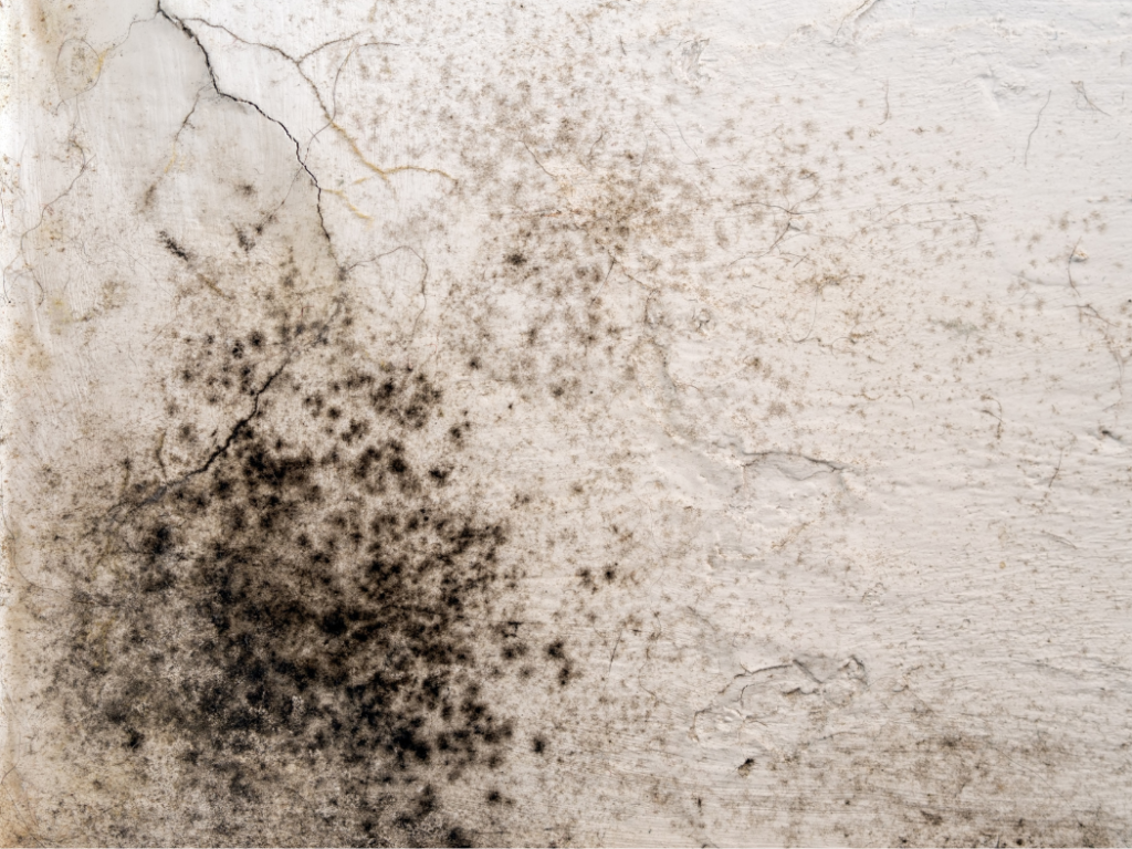 Best Mold Removal Services in Palm Bay