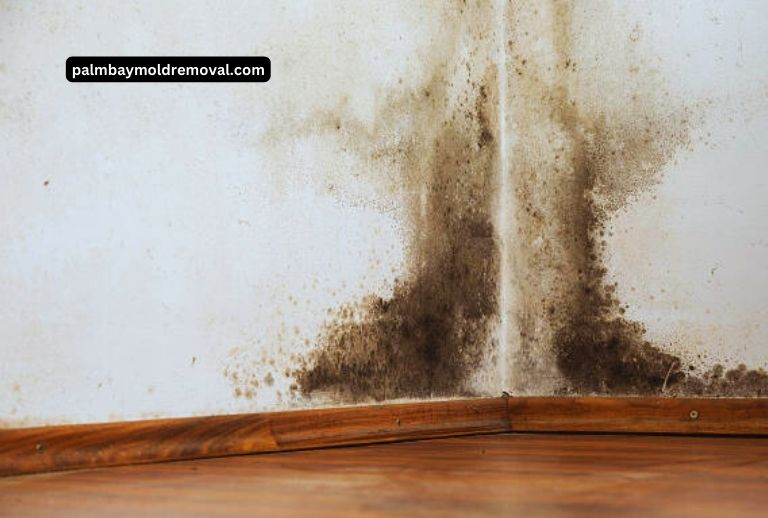 What Causes Mold in Basements